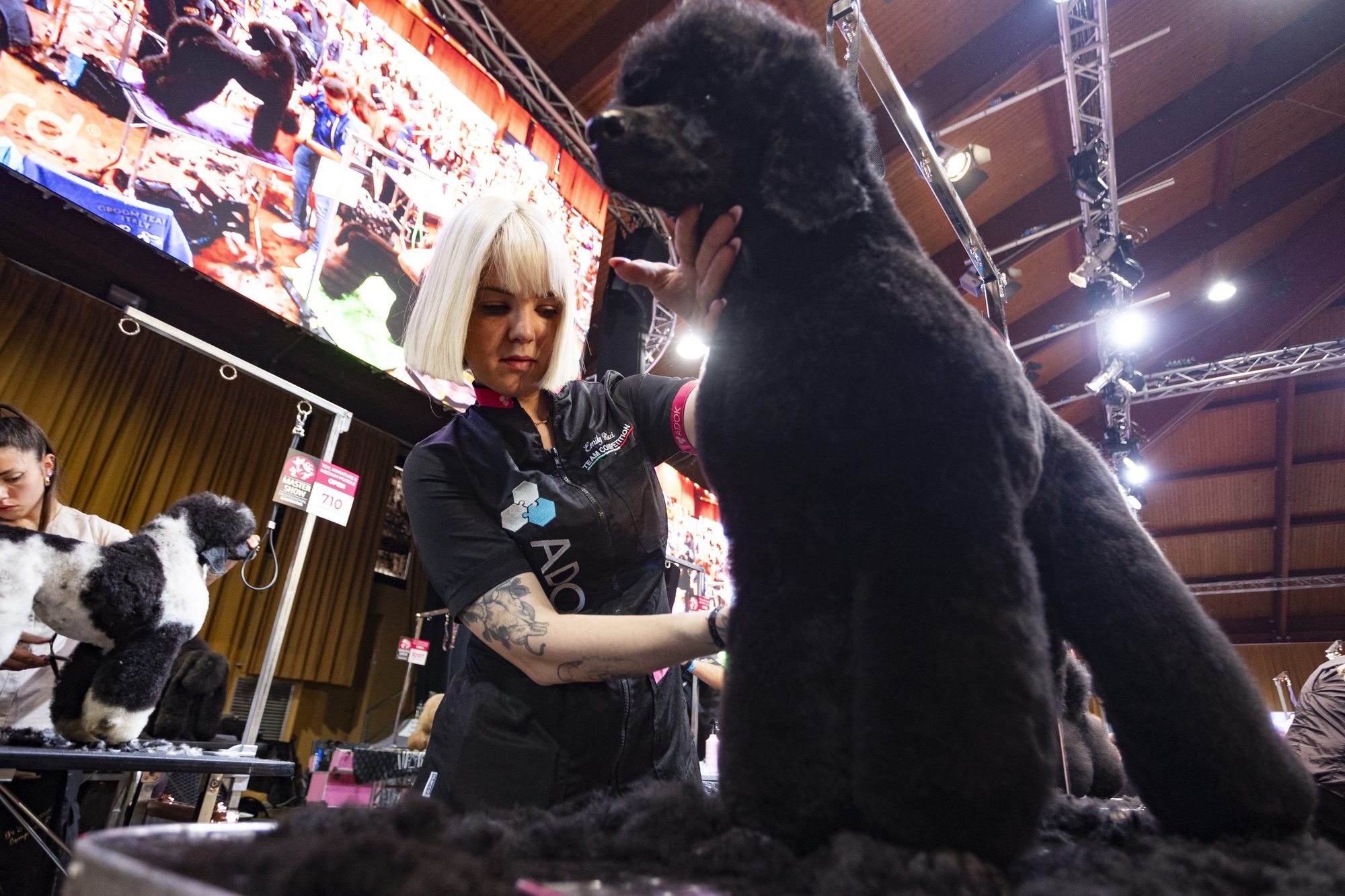 Toelettatrice con barbone nero al campionato del Master Show 2026