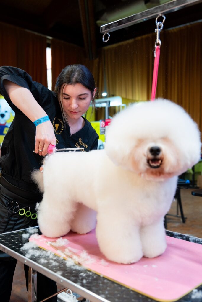 Toelettatura di un Bichon al Master Show