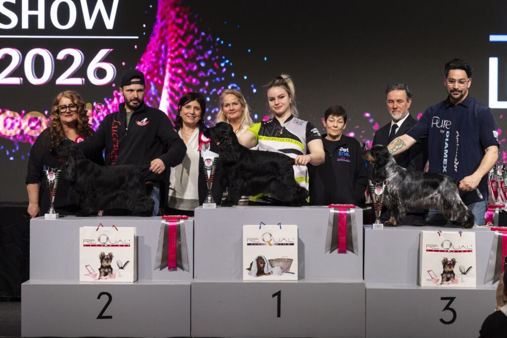 Podio classe Spaniel al Master Show 2026